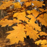 Roteiche (Herbstfärbung); Foto: Crusier (Wikimedia Commons)