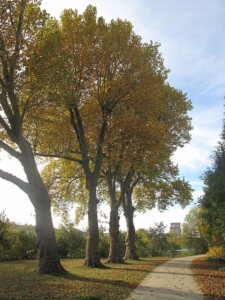 Platanen; Foto: Tangopaso (Wikimedia Commons) Platanen; Foto: Tangopaso (Wikimedia Commons)