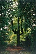 Forstbotanischer Garten, Baum