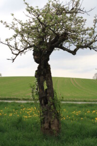 Hohler_Apfelbaum