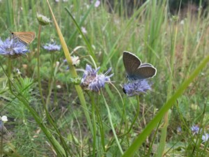 20170713_123513_resized_1