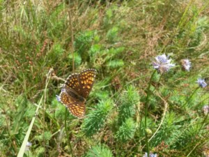 20170713_123953_resized