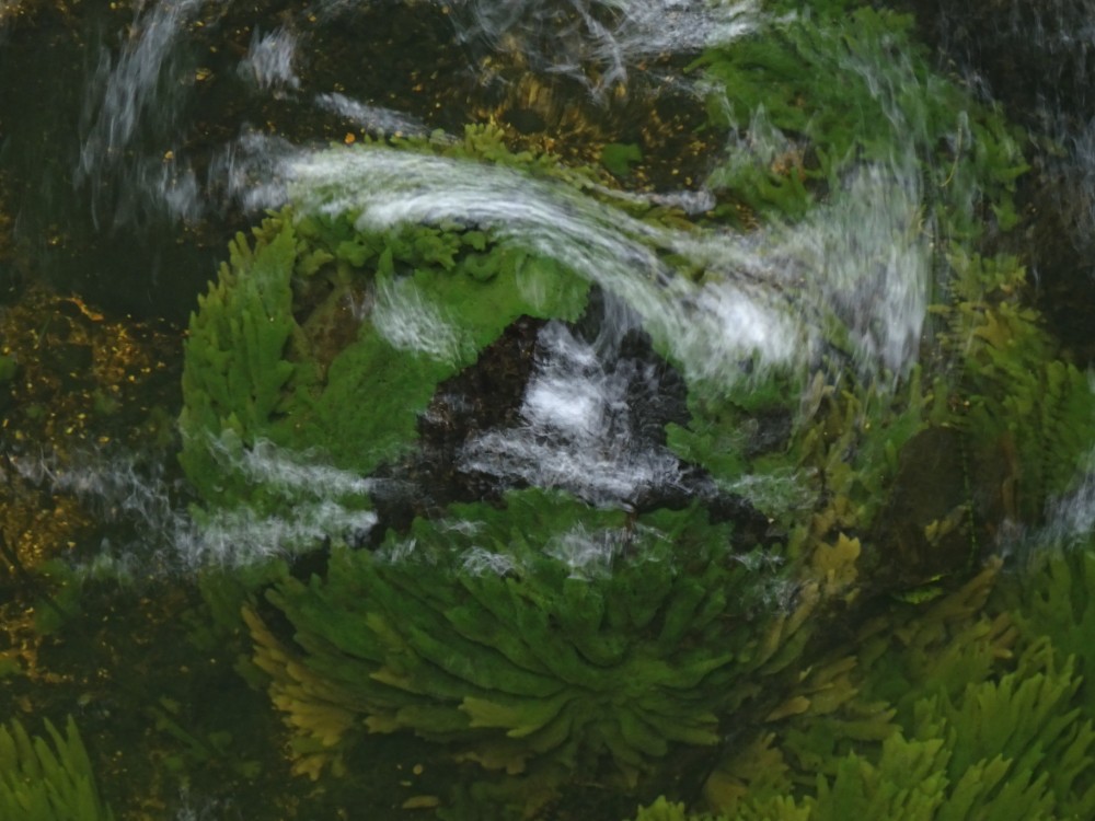 Süßwasserschwamm (Spongillidae) auf Stein