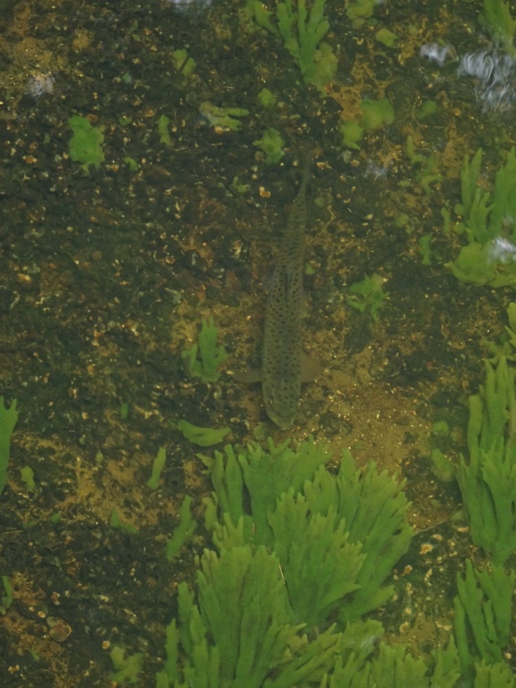 Bachforelle und Süßwasserschwamm