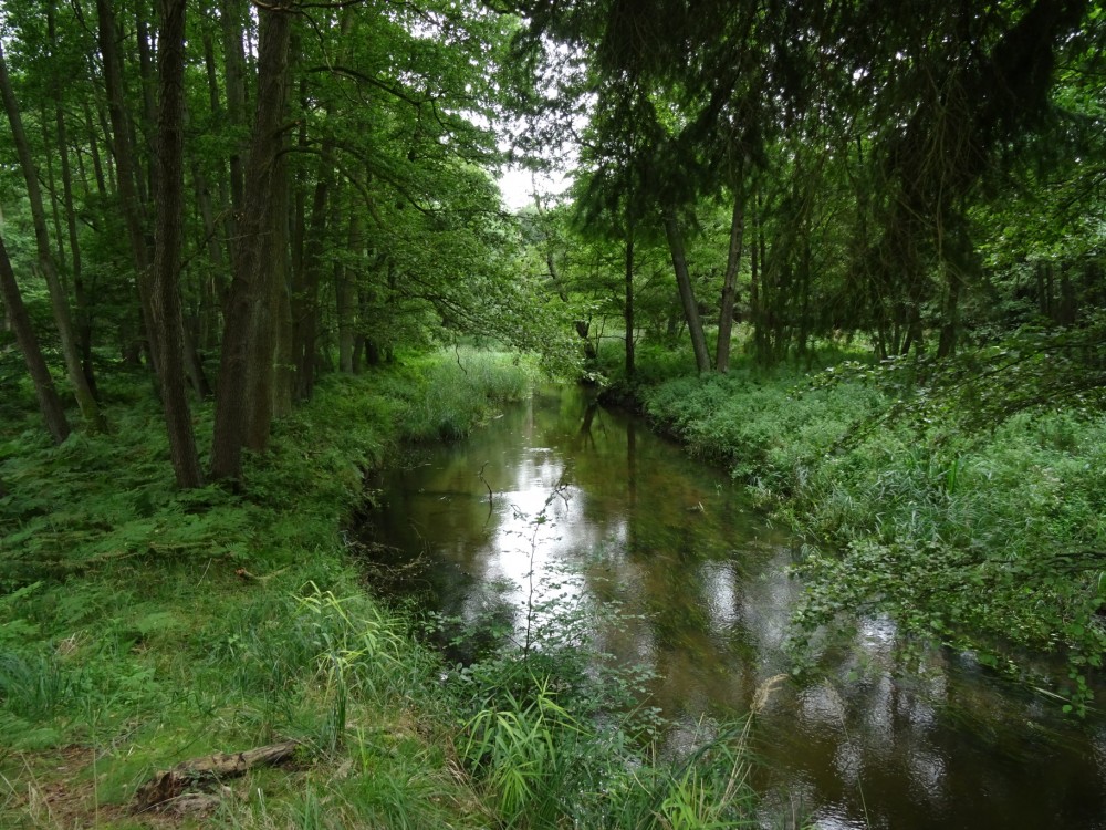 Finow im Wald