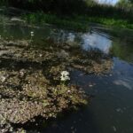 Hottonia palustris, die Wasserfeder, sehr viel im Bad Freienwalder Landgraben