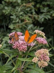 Kleiner Feuerfalter Dukatenfalter