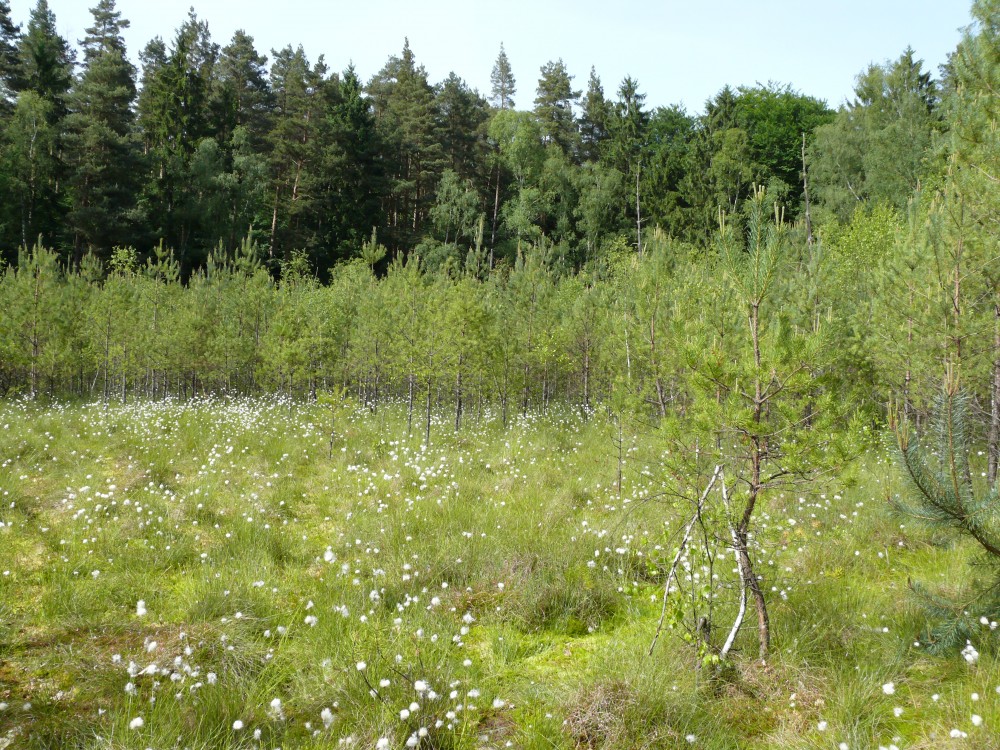 SC_M2_Große Mooskute_Zentrum, Blick nordwärts_28.05.08_OliverBrauner